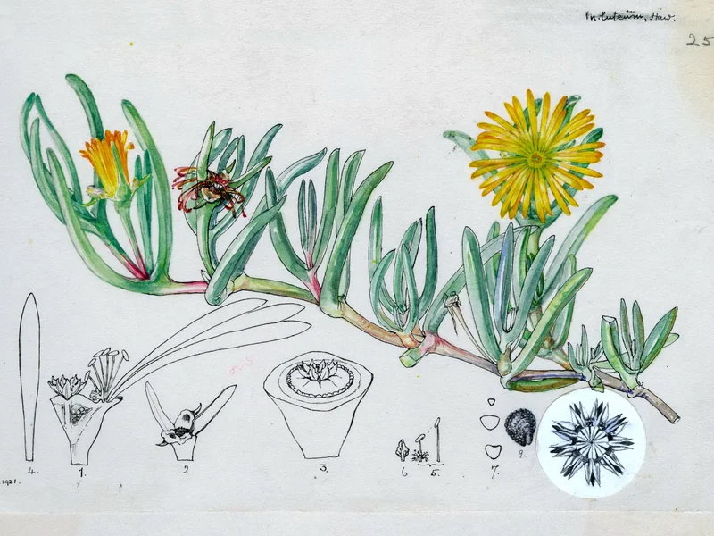 1867-Mary Maud Page - Malephora lutea